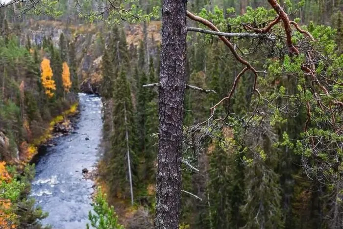 Framed Print : Autumn view of Oulanka National Park Framed Print : Autumn view of Oulanka National Park