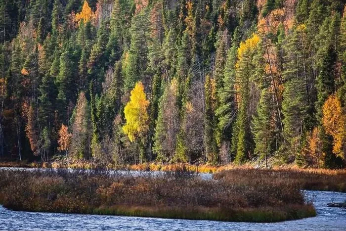 Framed Print : Autumn view of Oulanka National Park Framed Print : Autumn view of Oulanka National Park