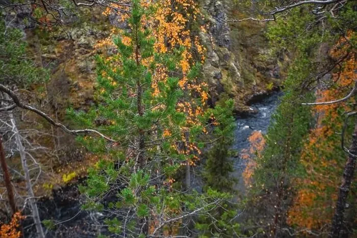 Framed Print : Autumn view of Oulanka National Park Framed Print : Autumn view of Oulanka National Park