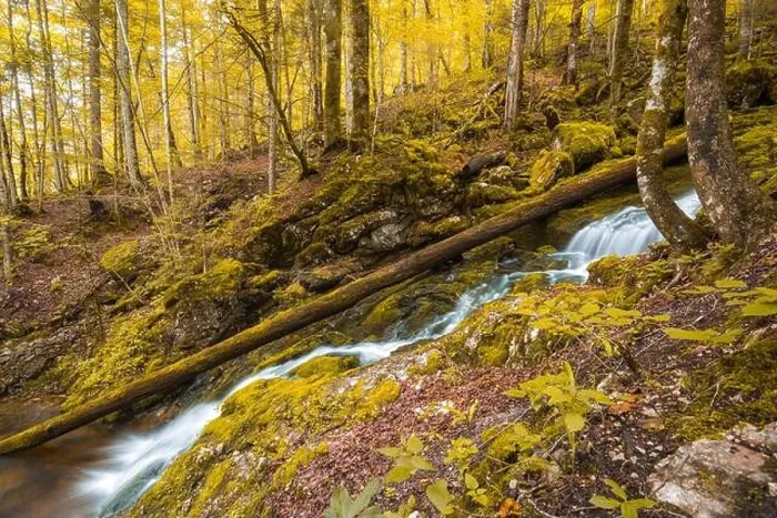 Framed Print : Autumnal forest, rocks covered with moss, fallen leaves. Mountain river with waterfalls at autumn times. Autumn colors, tranquil nature landscape Framed Print : Autumnal forest, rocks covered with moss, fallen leaves. Mountain river with waterfalls at autumn times. Autumn colors, tranquil nature landscape