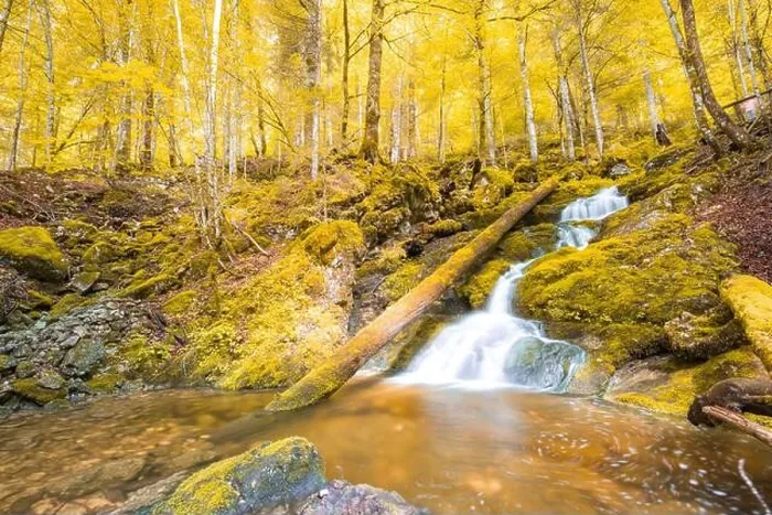 Framed Print : Autumnal forest, rocks covered with moss, fallen leaves. Mountain river with waterfalls at autumn times. Autumn colors, tranquil nature landscape Framed Print : Autumnal forest, rocks covered with moss, fallen leaves. Mountain river with waterfalls at autumn times. Autumn colors, tranquil nature landscape
