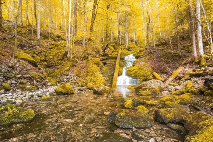 Framed Print : Autumnal forest, rocks covered with moss, fallen leaves. Mountain river with waterfalls at autumn times. Autumn colors, tranquil nature landscape Framed Print : Autumnal forest, rocks covered with moss, fallen leaves. Mountain river with waterfalls at autumn times. Autumn colors, tranquil nature landscape
