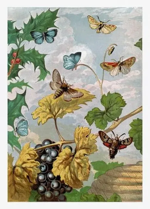 Framed Print : Autumntime. Moths and Butterflies. Seasonal illustration of The illustrated London Almanack (1845 to 1895) Framed Print : Autumntime. Moths and Butterflies. Seasonal illustration of The illustrated London Almanack (1845 to 1895)