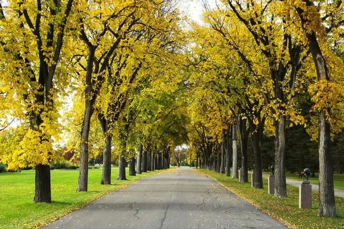Framed Print : An avenue of Elm trees in autumn in Assiniboine Park in Winnipeg Manitoba Canada Framed Print : An avenue of Elm trees in autumn in Assiniboine Park in Winnipeg Manitoba Canada