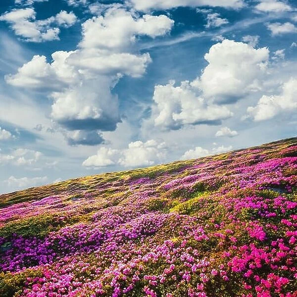 Awesome summer sunny landscape with fluffy clouds in blue sky and blooming pink rhododendron flowers covered mountains hills around