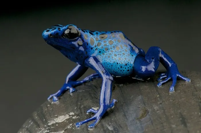 Framed Print : Azure dart frog / Dendrobates azureus Framed Print : Azure dart frog / Dendrobates azureus