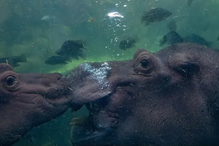 Framed Print : baby and adult playing hippopotamus underwater hippo swimming close up looking at you Framed Print : baby and adult playing hippopotamus underwater hippo swimming close up looking at you