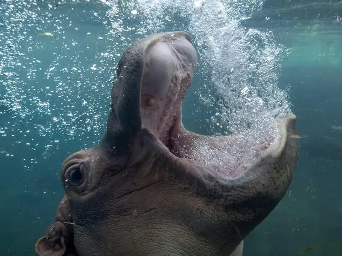 Framed Print : baby and adult playing hippopotamus underwater hippo swimming close up looking at you open mouth bubbling breathing air Framed Print : baby and adult playing hippopotamus underwater hippo swimming close up looking at you open mouth bubbling breathing air