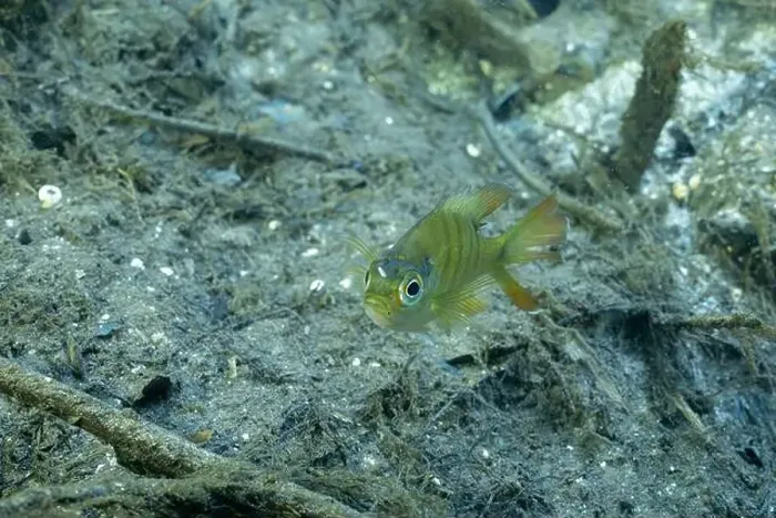 Framed Print : Baby Florida bluegill at bottom of a river Framed Print : Baby Florida bluegill at bottom of a river