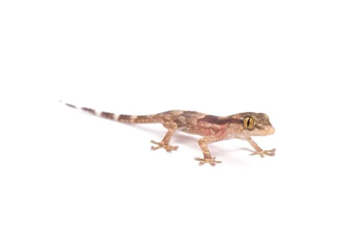 Framed Print : Baby gecko (Tarentola senegambiae) Framed Print : Baby gecko (Tarentola senegambiae)