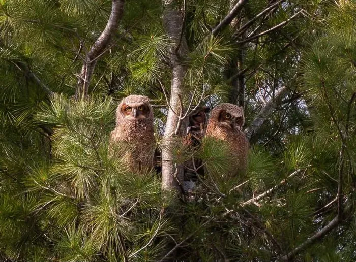 Framed Print : Two baby great horned owlets with adult in a nest in a pine tree Framed Print : Two baby great horned owlets with adult in a nest in a pine tree