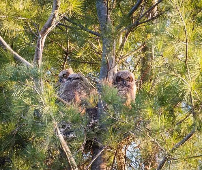 Framed Print : Three baby great horned owlets in a nest in pine tree on spring day Framed Print : Three baby great horned owlets in a nest in pine tree on spring day