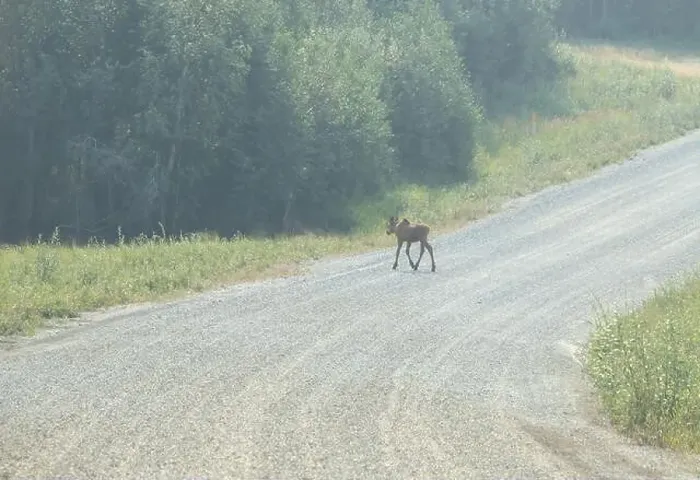 Framed Print : Baby moose running across gravel road near Bolio Lake in interior Alaska on a sunny spring day