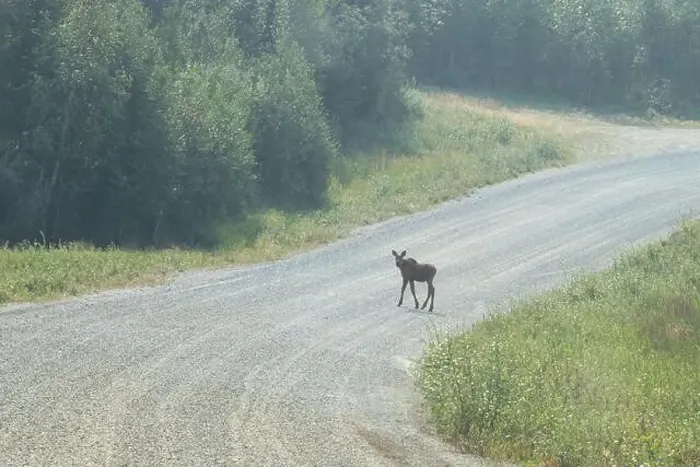 Framed Print : Baby moose standing on a gravel road near Bolio Lake in interior Alaska on a sunny spring day Framed Print : Baby moose standing on a gravel road near Bolio Lake in interior Alaska on a sunny spring day