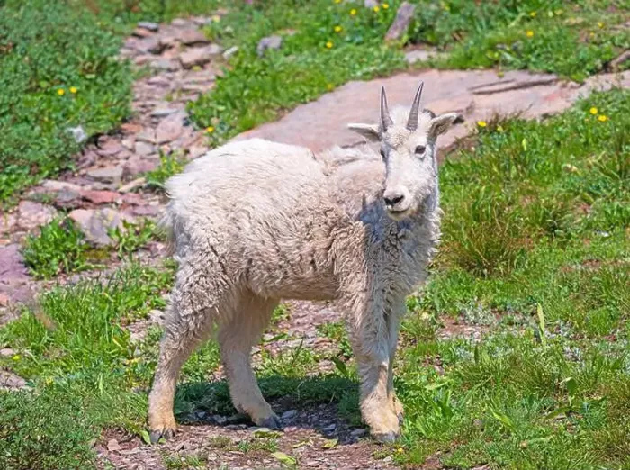 Framed Print : Baby Mountain Goat in a Summer Meadow in Glacier National Park in Montana Framed Print : Baby Mountain Goat in a Summer Meadow in Glacier National Park in Montana
