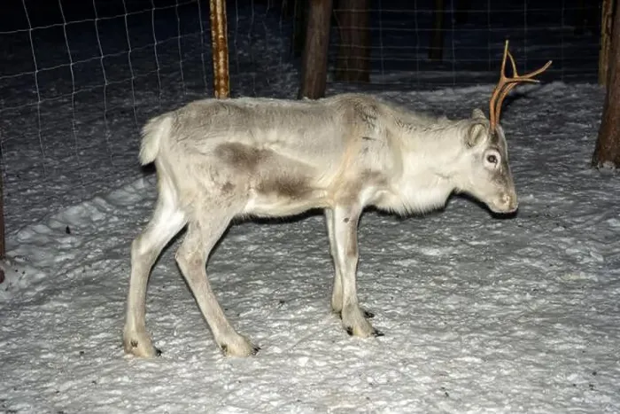 Framed Print : A Baby newborn Sami reindeer farm in LApland Finland Framed Print : A Baby newborn Sami reindeer farm in LApland Finland
