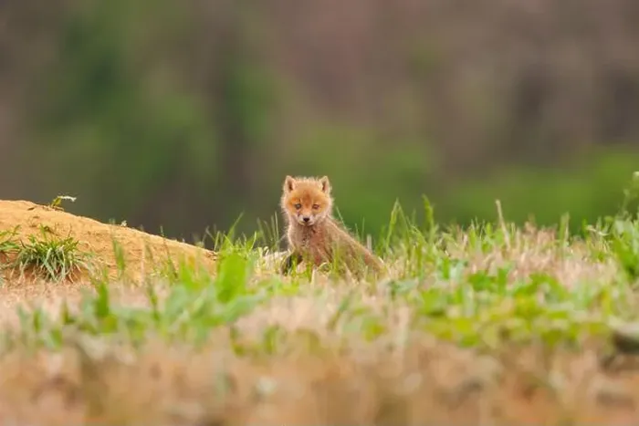 Framed Print : Baby red fox kit outside its den on a Pennsylvania horse farm Framed Print : Baby red fox kit outside its den on a Pennsylvania horse farm