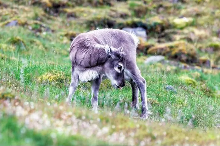 Framed Print : Baby reindeer, Rangifer tarandus platyrhynchus, on the tundra of Longyearbyen, Spitsbergen, Svalbard Framed Print : Baby reindeer, Rangifer tarandus platyrhynchus, on the tundra of Longyearbyen, Spitsbergen, Svalbard