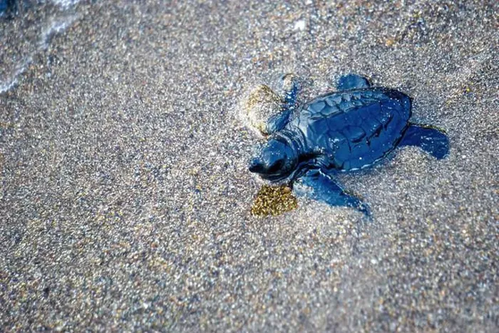 Framed Print : baby turtle walking on the beach