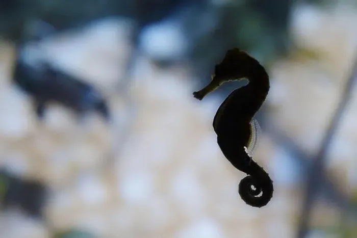 Framed Print : Backlight of a short-snouted seahorse (Hippocampus hippocampus) Framed Print : Backlight of a short-snouted seahorse (Hippocampus hippocampus)