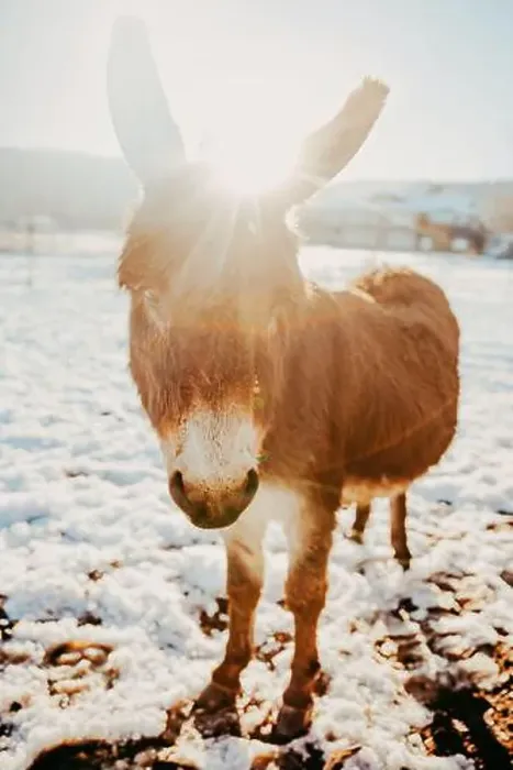 Framed Print : Backlit close-up of a miniature brown donkey standing in a snowy field in winter, Canada
