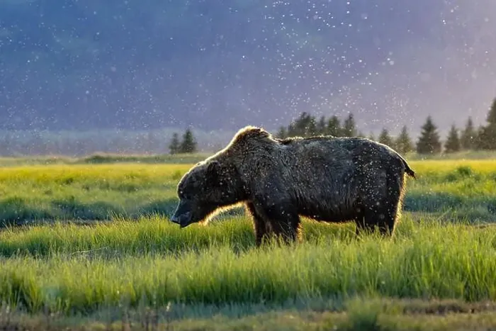 Framed Print : Backlit Coastal Brown Bear in the sunset - Brown Bear Bay Framed Print : Backlit Coastal Brown Bear in the sunset - Brown Bear Bay