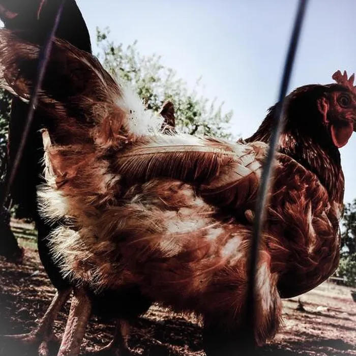 Framed Print : The backside of a chicken in a pen looking back Framed Print : The backside of a chicken in a pen looking back