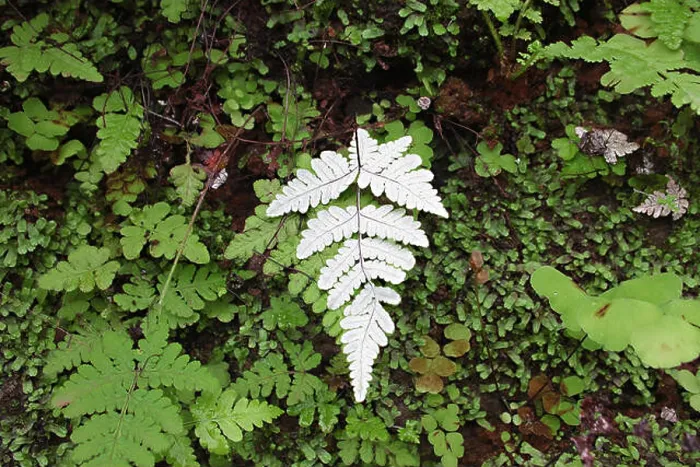 Framed Print : Backside of the Fern leaf Framed Print : Backside of the Fern leaf