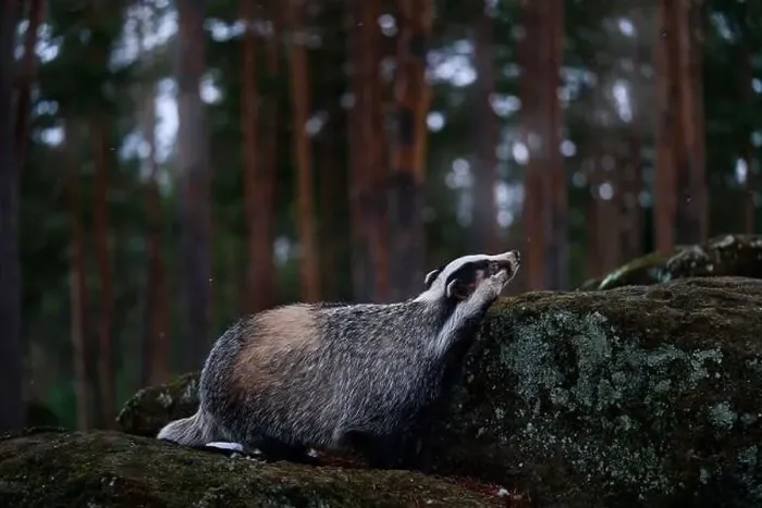 Framed Print : Badger in stone forest, Germany Framed Print : Badger in stone forest, Germany