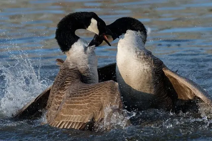 Framed Print : Bagarre de Bernache du Canada - Branta canadensis - Canada Goose fight fighting Framed Print : Bagarre de Bernache du Canada - Branta canadensis - Canada Goose fight fighting