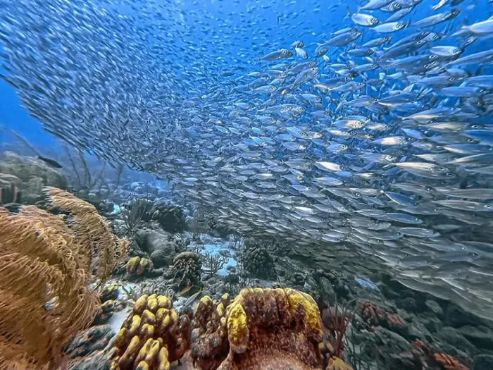 Framed Print : bait ball, or baitball of Jacks off the coast of the island of Bonaire Framed Print : bait ball, or baitball of Jacks off the coast of the island of Bonaire