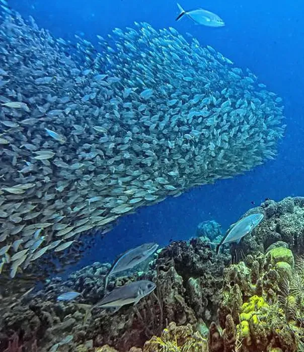 Framed Print : bait ball, or baitball of Jacks off the coast of the island of Bonaire