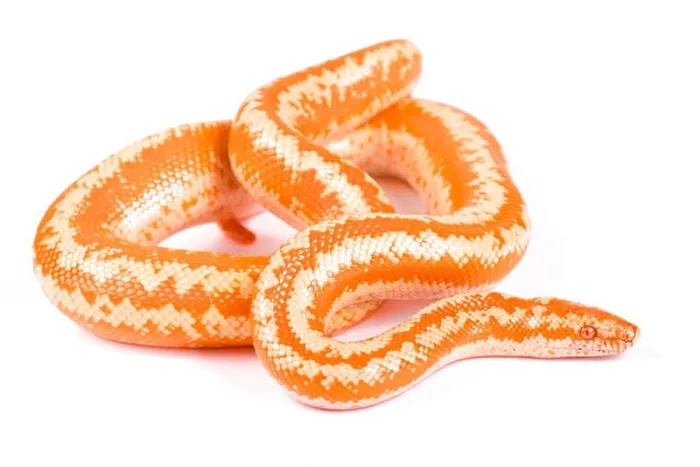 Framed Print : Baja Rosy Boa, Lichanura Trivirgata Myriolepis, Limburg albino Framed Print : Baja Rosy Boa, Lichanura Trivirgata Myriolepis, Limburg albino