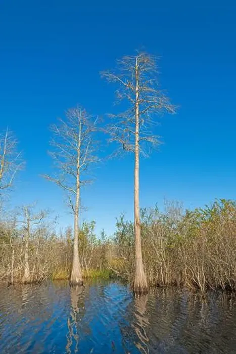 Framed Print : Bald Cyress Against a Blue Sky in the Okefenokee National Wildlife Refuge in Georgia Framed Print : Bald Cyress Against a Blue Sky in the Okefenokee National Wildlife Refuge in Georgia