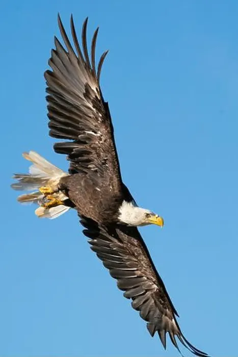 Framed Print : A bald eagle banking Framed Print : A bald eagle banking