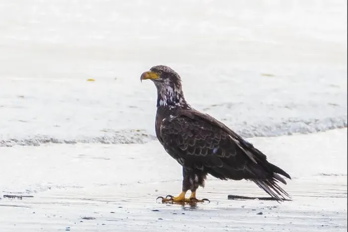 Framed Print : Bald Eagle on the beach looking for food carried by the tides Framed Print : Bald Eagle on the beach looking for food carried by the tides