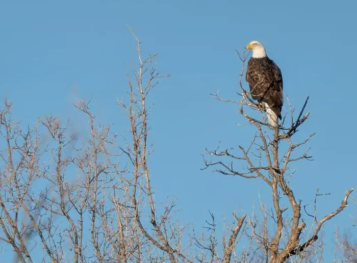 Framed Print : Bald Eagle Canada Framed Print : Bald Eagle Canada