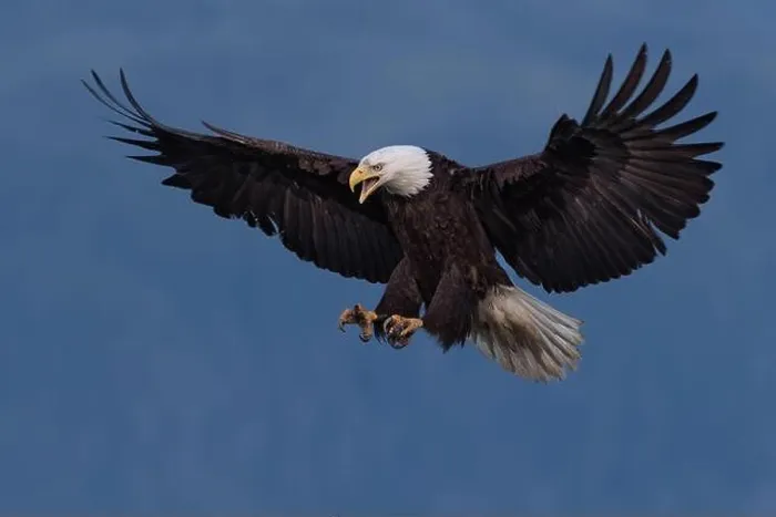 Framed Print : A Bald Eagle comes in for a landing in Haines, Alaska, showing a beautiful 7 foot wingspan and powerful legs and talons Framed Print : A Bald Eagle comes in for a landing in Haines, Alaska, showing a beautiful 7 foot wingspan and powerful legs and talons