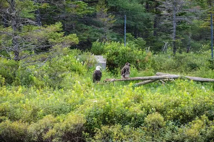 Framed Print : Bald eagle couple at Salmonier Nature Park on NL 90 in Holyrood, Newfoundland & Labrador, Canada Framed Print : Bald eagle couple at Salmonier Nature Park on NL 90 in Holyrood, Newfoundland & Labrador, Canada