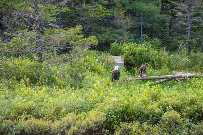 Framed Print : Bald eagle couple at Salmonier Nature Park on NL 90 in Holyrood, Newfoundland & Labrador, Canada Framed Print : Bald eagle couple at Salmonier Nature Park on NL 90 in Holyrood, Newfoundland & Labrador, Canada