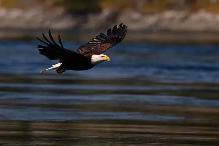 Framed Print : Bald Eagle fishing for Hake in Campbell River, Vancouver Island Framed Print : Bald Eagle fishing for Hake in Campbell River, Vancouver Island