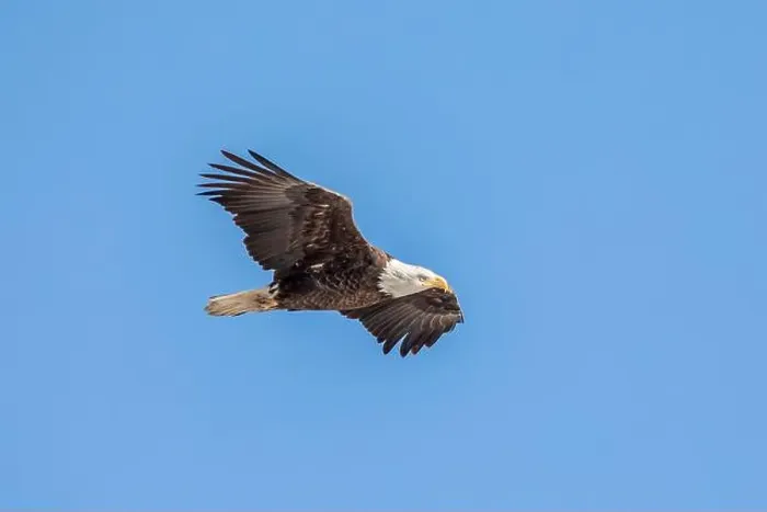 Framed Print : A bald eagle flies in the clear blue sky on a winter day in Iowa, with copy space for text Framed Print : A bald eagle flies in the clear blue sky on a winter day in Iowa, with copy space for text