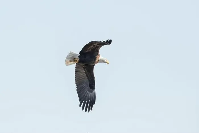 Framed Print : A bald eagle flies in the clear blue sky on a winter day in Iowa Framed Print : A bald eagle flies in the clear blue sky on a winter day in Iowa