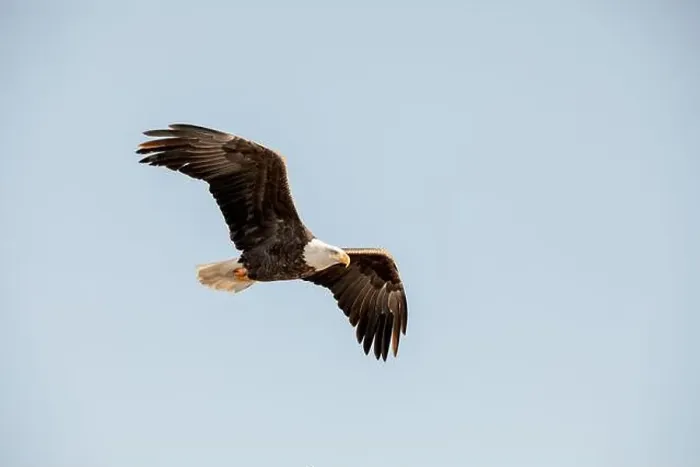 Framed Print : A bald eagle flies isolated in a bright blue sky on a winter day in Iowa Framed Print : A bald eagle flies isolated in a bright blue sky on a winter day in Iowa