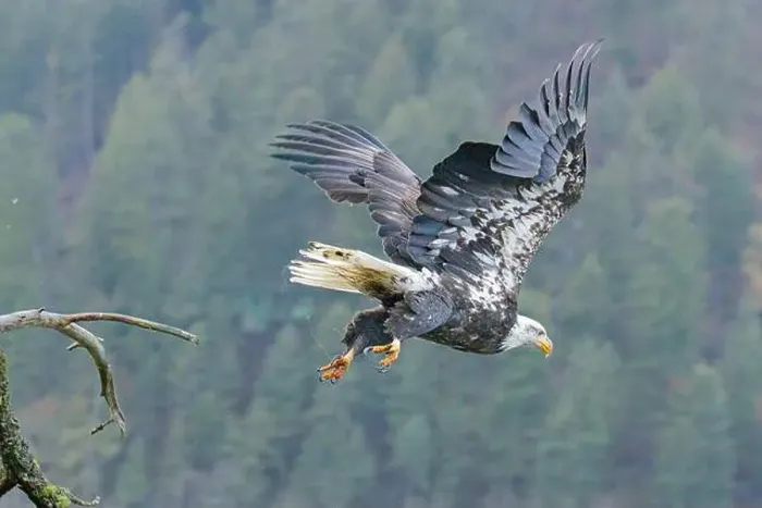 Framed Print : A bald eagle flies off from a branch to catch a fish in the water below in north Idaho Framed Print : A bald eagle flies off from a branch to catch a fish in the water below in north Idaho