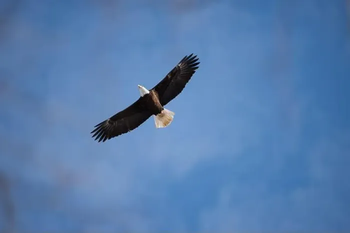 Framed Print : A Bald Eagle Flies Overhead Framed Print : A Bald Eagle Flies Overhead