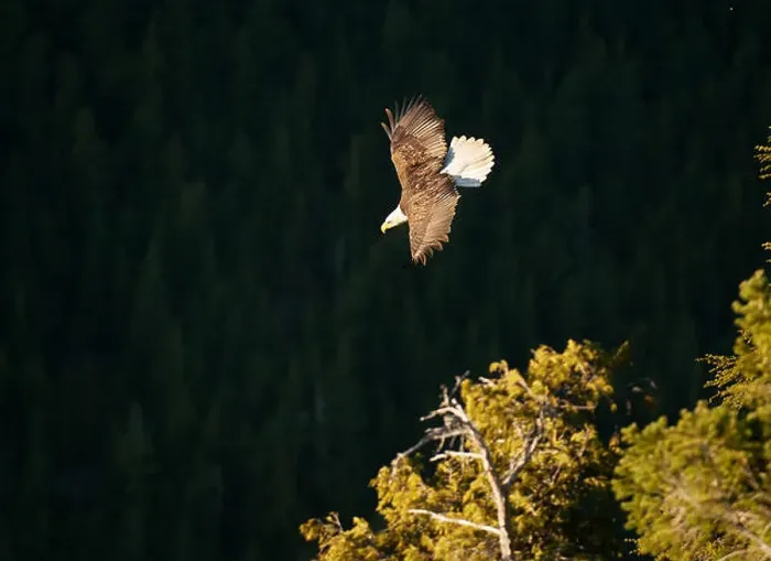 Framed Print : A bald eagle flies past the Chief lookout. The Sea to Sky Gondola and Summit Lodge. Squamish BC, Canada Framed Print : A bald eagle flies past the Chief lookout. The Sea to Sky Gondola and Summit Lodge. Squamish BC, Canada