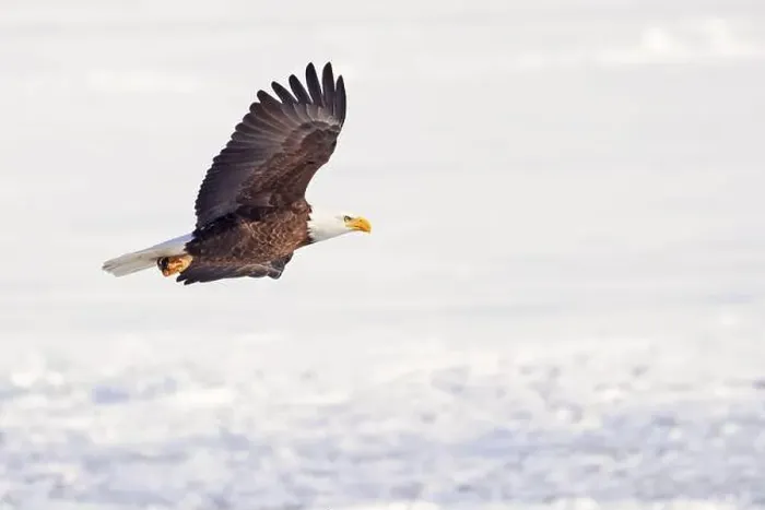 Framed Print : Bald eagle in flight over the frozen Ontario Lake, Canada Framed Print : Bald eagle in flight over the frozen Ontario Lake, Canada