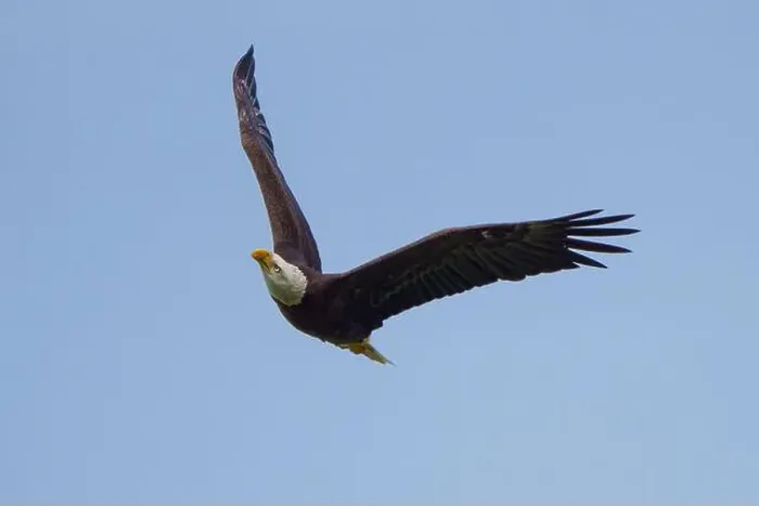 Framed Print : Bald Eagle flying Framed Print : Bald Eagle flying
