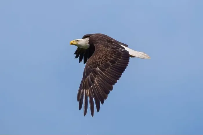 Framed Print : Bald Eagle flying Framed Print : Bald Eagle flying